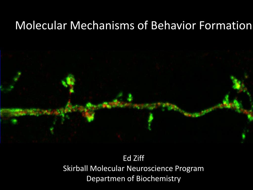 PPT - Molecular Mechanisms of Behavior Formation PowerPoint ...