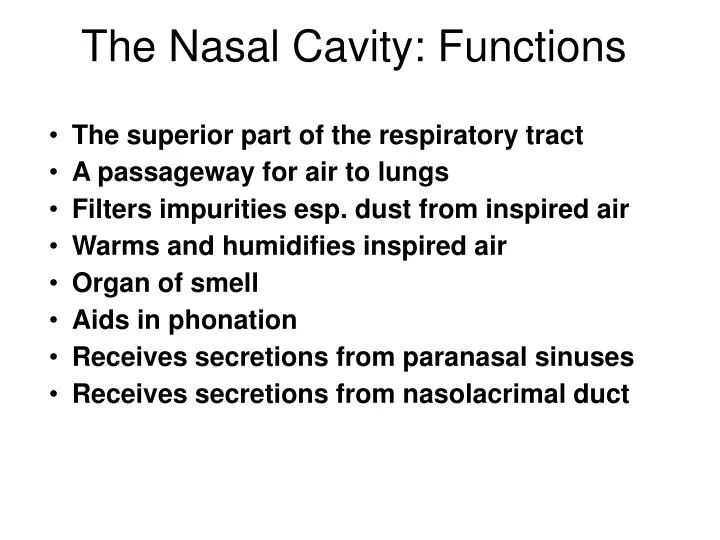 the nasal cavity functions