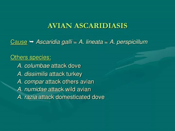 avian ascaridiasis
