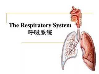 the respiratory system