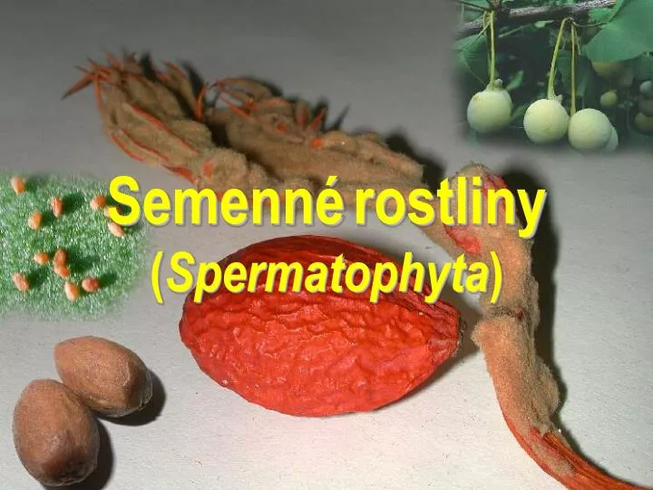 semenn rostliny spermatophyta