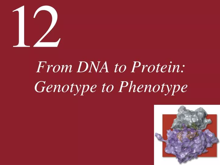 from dna to protein genotype to phenotype