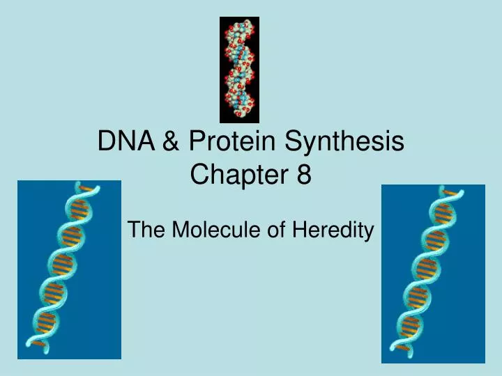 dna protein synthesis chapter 8