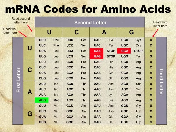 mrna codes for amino acids