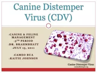 Canine Distemper Virus (CDV)