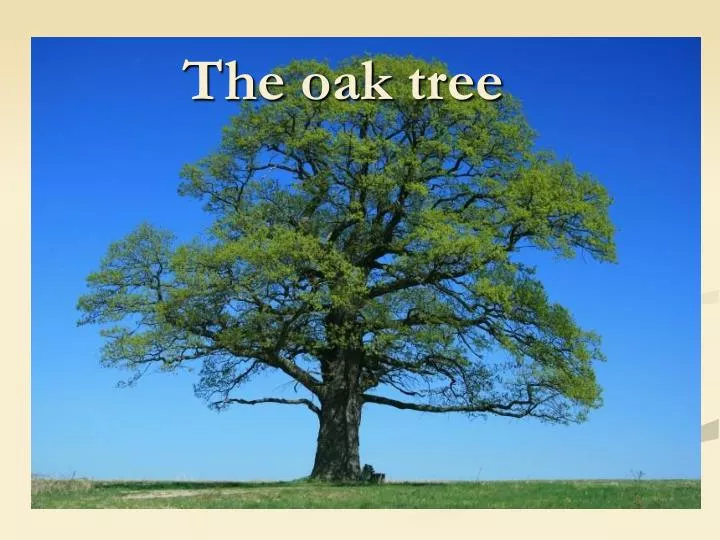 the oak tree