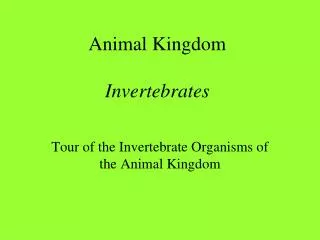 Animal Kingdom Invertebrates
