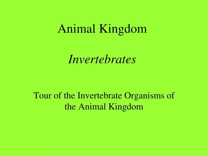 tour of the invertebrate organisms of the animal kingdom