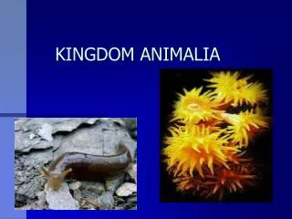 kingdom animalia