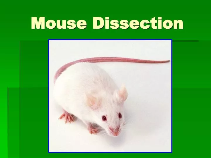 mouse dissection