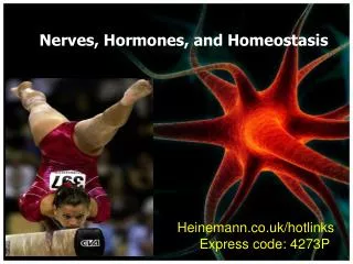 Nerves, Hormones, and Homeostasis