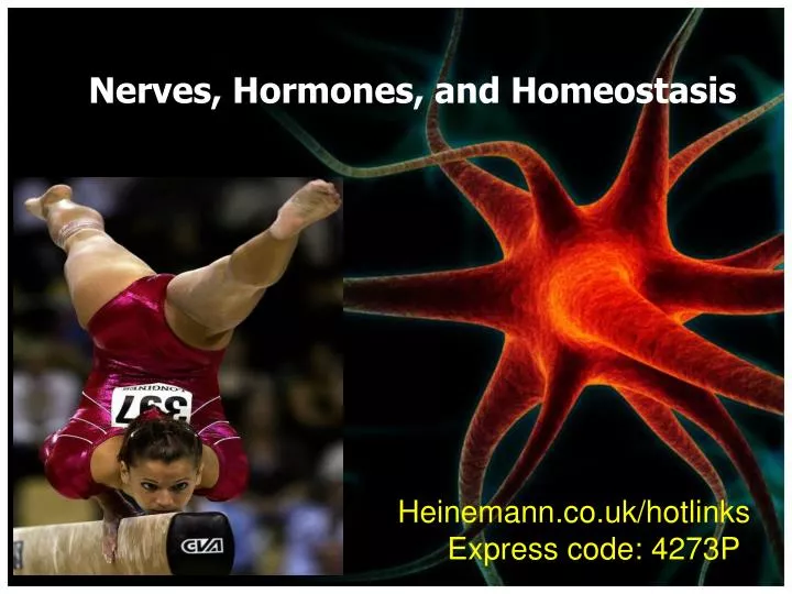 nerves hormones and homeostasis