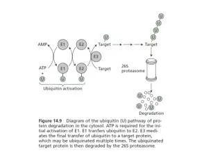 Phytochrome moves to the nucleus