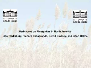 Herbivores on Phragmites in North America