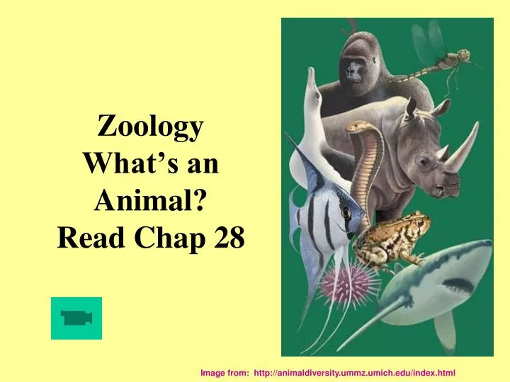 zoology what s an animal read chap 28