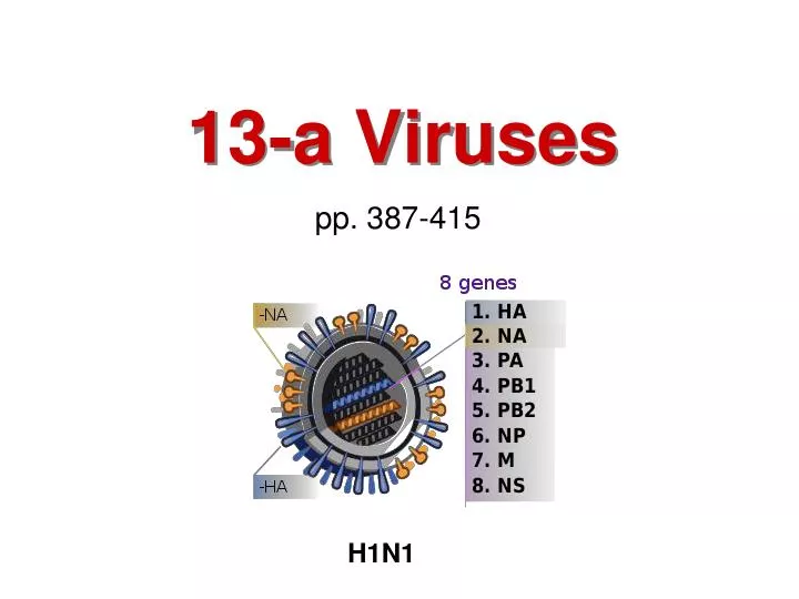 13 a viruses