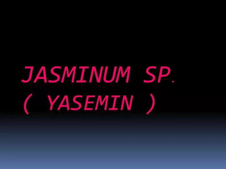 jasminum sp yasemin