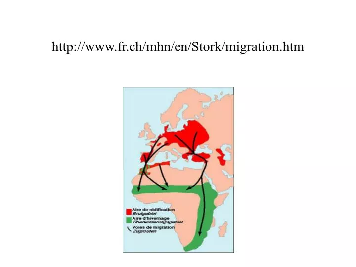 http www fr ch mhn en stork migration htm