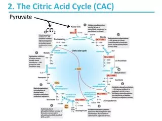 2. The Citric Acid Cycle (CAC)