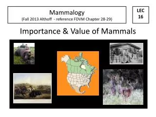 Importance &amp; Value of Mammals