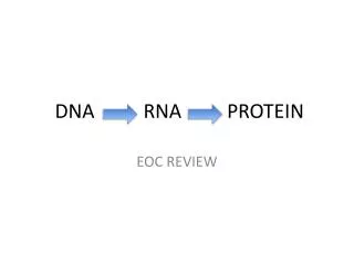 DNA 			 RNA			PROTEIN