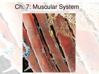 Ch. 7: Muscular System