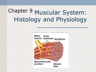 Muscular System: Histology and Physiology