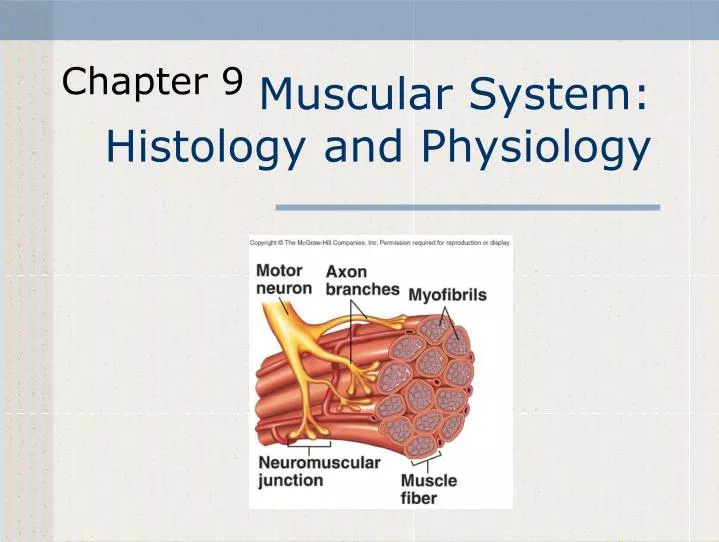 muscular system histology and physiology