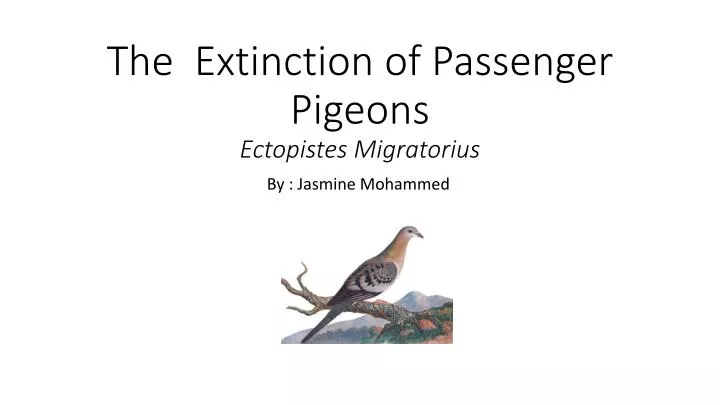 the extinction of p assenger pigeons e ctopistes m igratorius