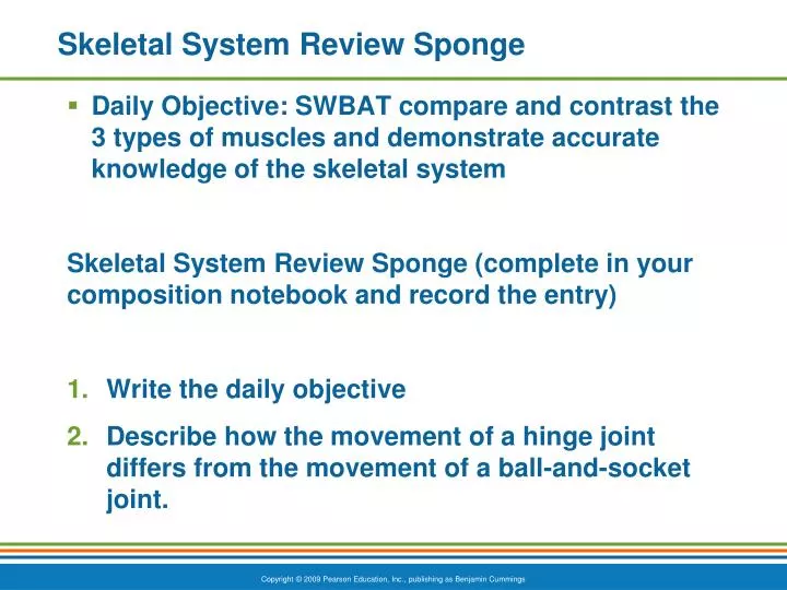 skeletal system review sponge