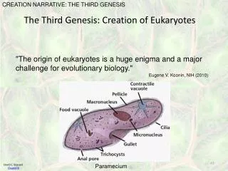 The Third Genesis: Creation of Eukaryotes