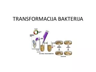 transformacija bakterija