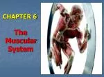 CHAPTER 6 The Muscular System - slide 1
