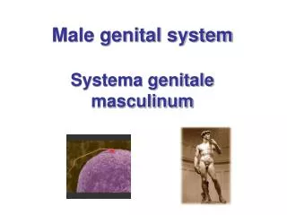 Male genital system Systema genitale masculinum