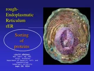 rough-Endoplasmatic Reticulum rER