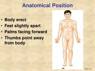 Anatomical Position