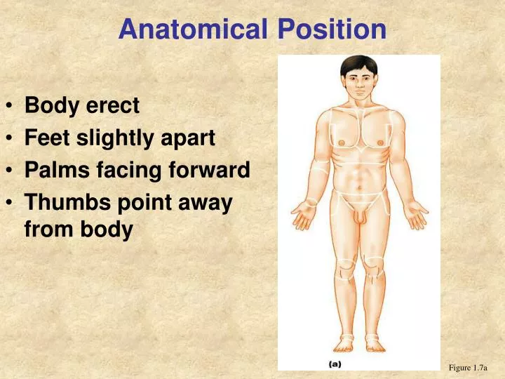 anatomical position