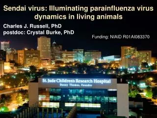 Sendai virus: Illuminating parainfluenza virus dynamics in living animals