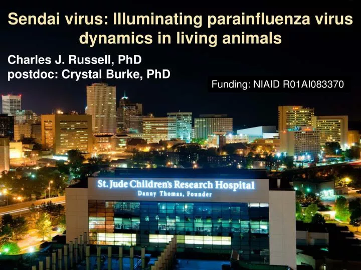 sendai virus illuminating parainfluenza virus dynamics in living animals