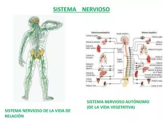 sistema nervioso