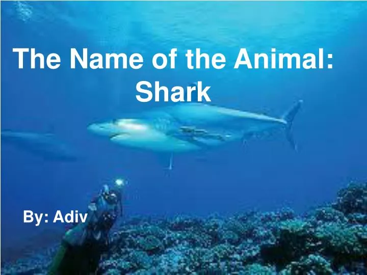 the name of the animal shark