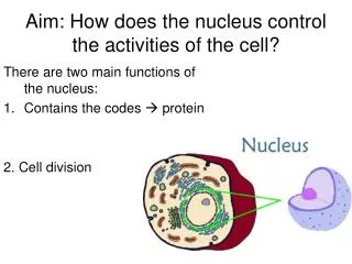 Aim: How does the nucleus control the activities of the cell?