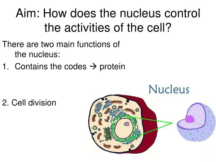 aim how does the nucleus control the activities of the cell