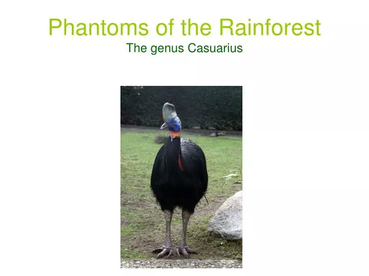 phantoms of the rainforest the genus casuarius