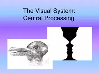 The Visual System: Central Processing