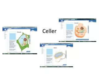 celler