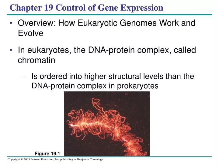 chapter 19 control of gene expression