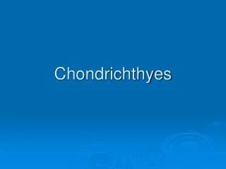 Chondrichthyes