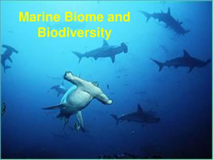 marine biome and biodiversity