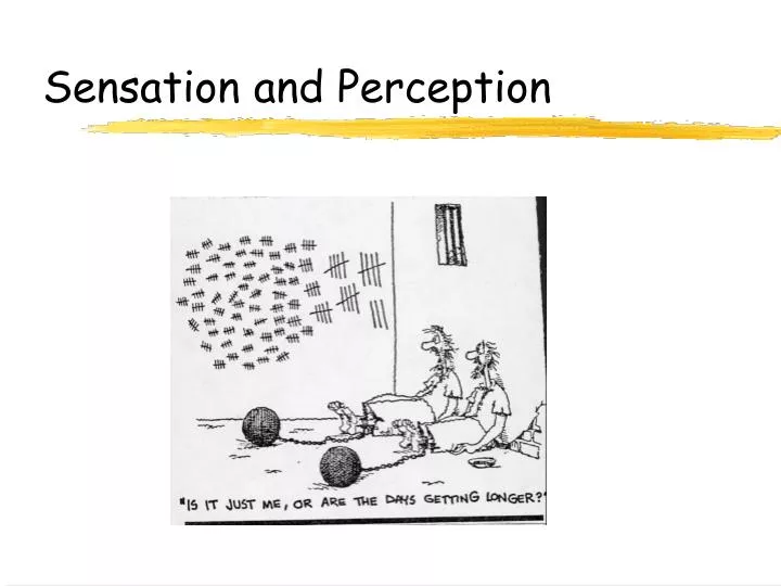 sensation and perception